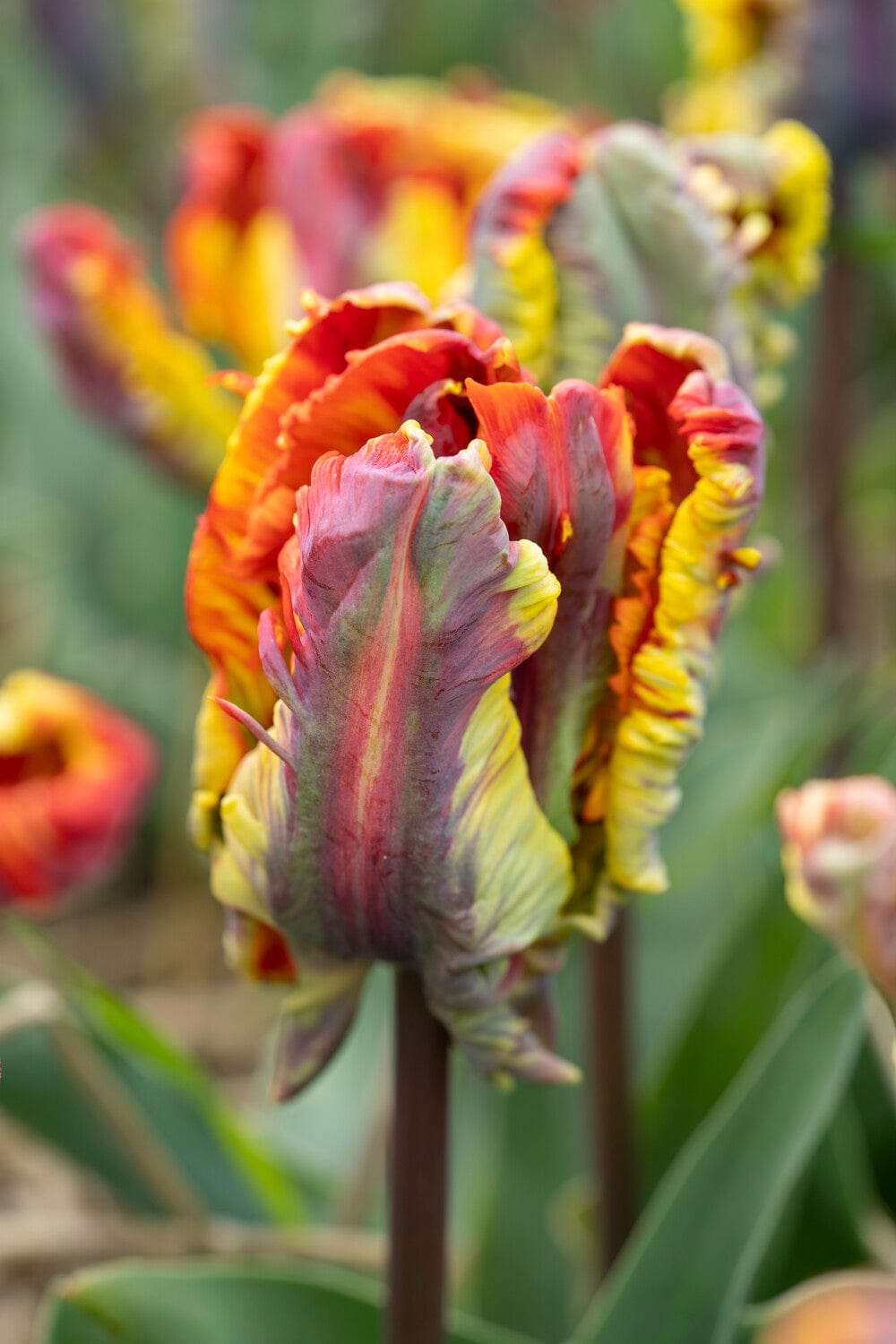Tulipan 'Rasta Parrot'
